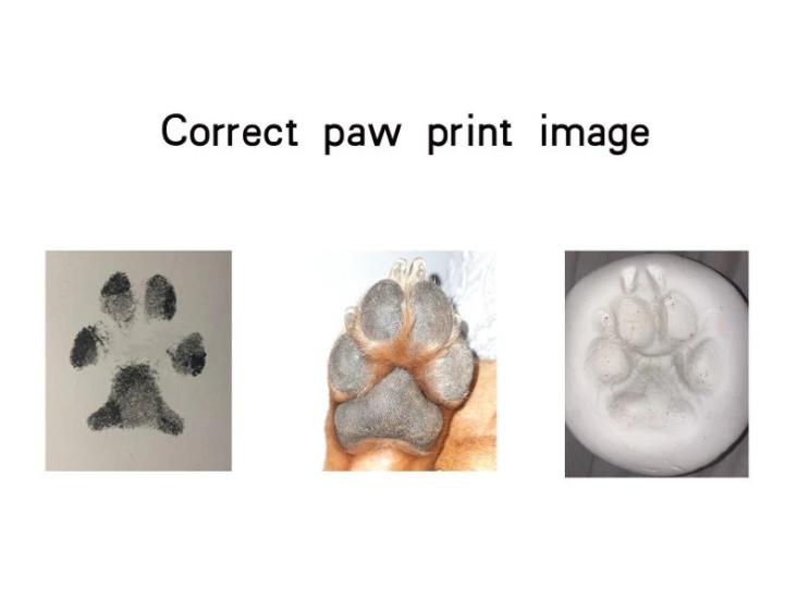 Custom Pet Paw Print Bracelet Actual Paw Engraving Bracelet